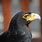 Black Eagle Bird