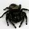 Black Fluffy Spider