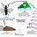 Black Fly Life Cycle