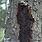 Black Fungus On Tree Trunk