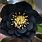 Black Hellebore Flower