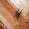 Black House Spider Australia