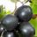 Black Muscadine Grapes