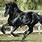 Black Spanish Horse