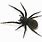 Black Spider Species