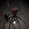 Black Widow Spider Artwork