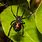 Black Widow Spider Poison