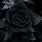 Black Withered Rose
