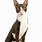 Black and White Cornish Rex Cat