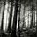 Black and White Dark Forest