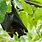 Black-capped Fruit Bat