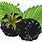BlackBerry Fruit Clip Art