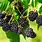 BlackBerry Fruit Plant