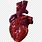 Bloody Human Heart