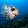 Blowfish Animal