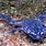 Blue African Dwarf Frog