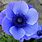 Blue Anemone Flower