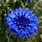 Blue Bachelor Button Flowers