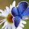 Blue Butterfly On a Flower