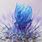 Blue Cactus Flower