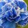 Blue Carnations Flowers