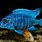 Blue Cichlid Fish