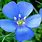 Blue Flax Flower