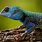 Blue Head Lizard