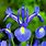 Blue Iris Plant