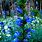 Blue Lobelia Perennial