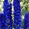 Blue Perennial Flowers Zone 4
