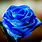 Blue Rose Flower