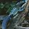 Blue Sailfin Lizard