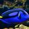 Blue Tang Fish