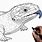 Blue Tongue Lizard Drawing