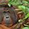 Borneo Animals