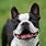 Boston Terrier Head