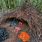 Bowerbird Nest