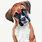 Boxer Dog Watercolor