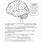 Brain Worksheets for Students