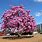 Brazilian Flowering Trees