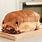 Bread Loaf Dog