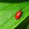 Bright Red Beetle