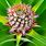 Bromeliad Pineapple Plant