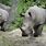 Bronx Zoo Rhinos