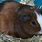 Brown Baby Guinea Pigs