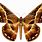Brown Butterfly Clip Art