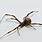 Brown Widow Spider Poisonous