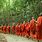 Buddhist Monks Walking