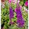 Buddleia Buzz Magenta